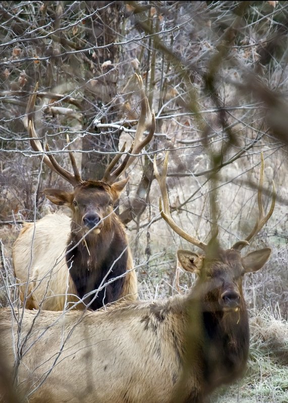 Two Young Bulls in Roadside Woods