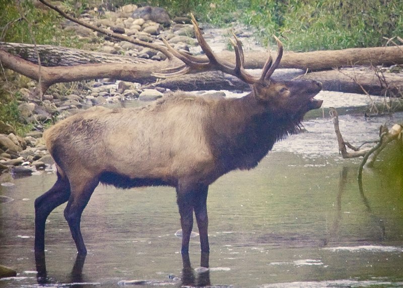 Bull Elk Bugling in Buffalo River