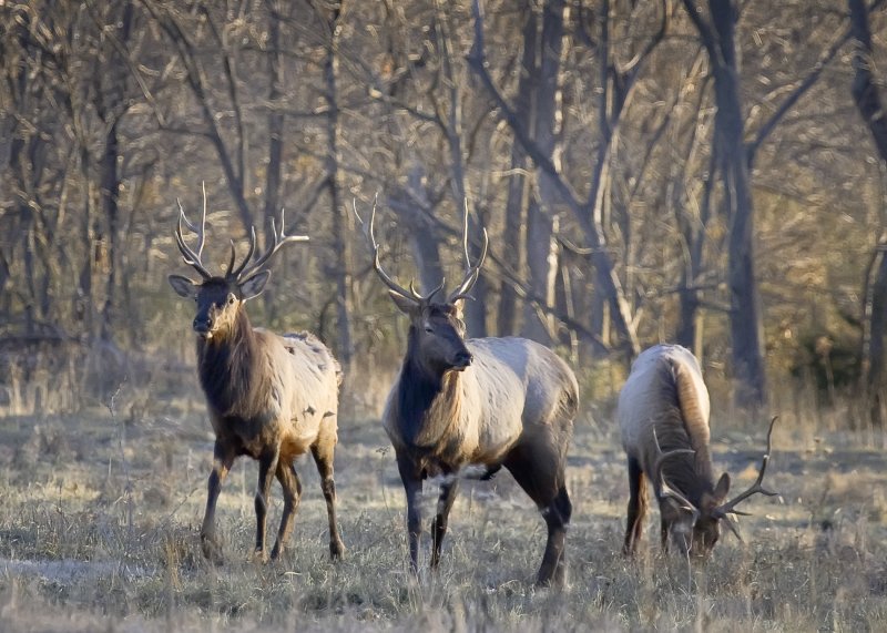 Small Bull Herd Late Season