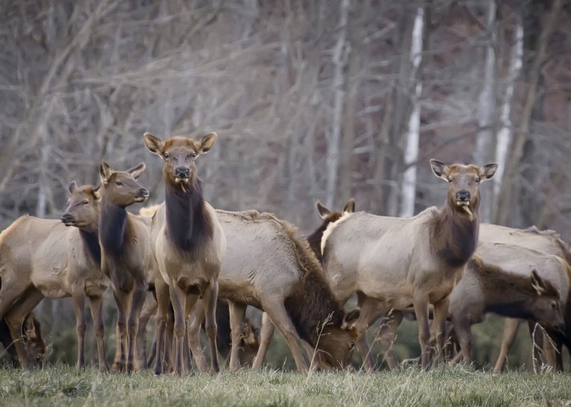 Cow Elk Herd in Winter