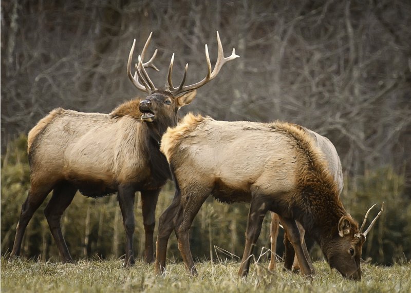 December Elk in Boxley Valley