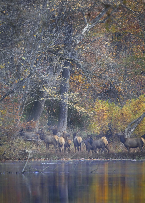 Cow Elk Crossing Buffalo in Late Fall Color