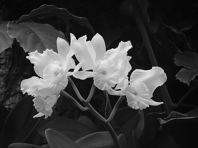 Black and White Orchid Spray