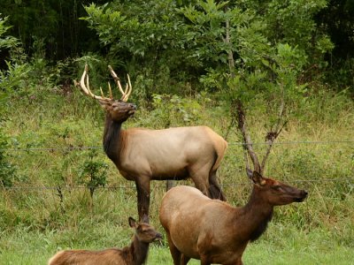 Young Bull, Cow and Calf Elk in Boxley Valley