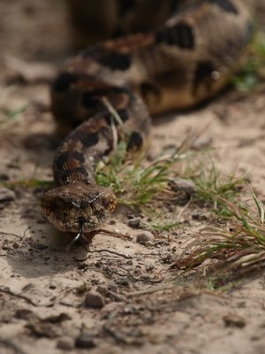 Timber Rattler