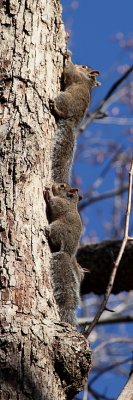 Baby Gray Squirrels