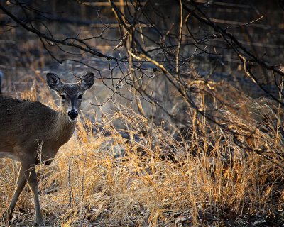 93247 peeking whitetail deer web.jpg