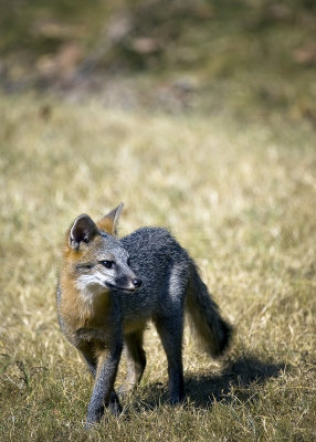 Juvenile Gray Fox, Classic Pose