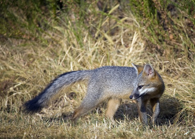 juvenile fox looking back 5x7_16298 SO copy.jpg