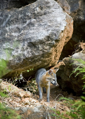 Juvenile Gray Fox on Bluff Looking Down