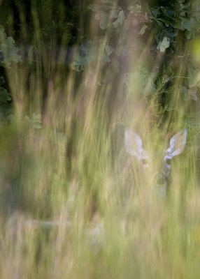 Whitetail Hiding in the Grass