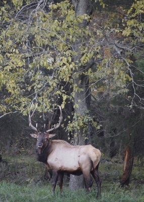 Big Bull Along Woods Line