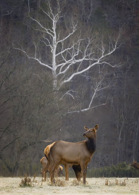 Cow Elk by Sycamore Tree, Boxley Valley