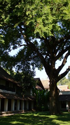 The namesake tamarind tree in the center courtyard