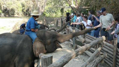 The next day, we went to an elephant training camp.  Elephants like bananas.