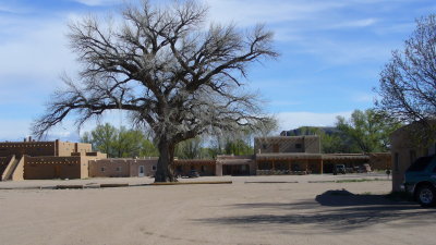The big tree in the pueblo's plaza.  Still too cold for leaves on this old cottonwood.