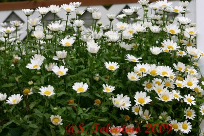 SPRING 09 IMG_3794.JPG