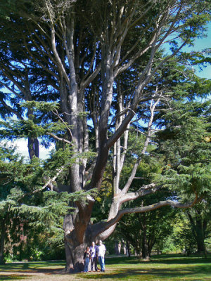 013_Christchurch BIG tree with CPT.JPG