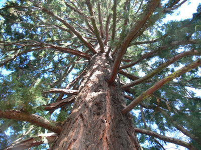014_Christchurch Giant Pine.JPG