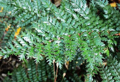 038_Bush - Ferns.JPG