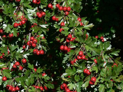 039_Red Berry Bush.JPG