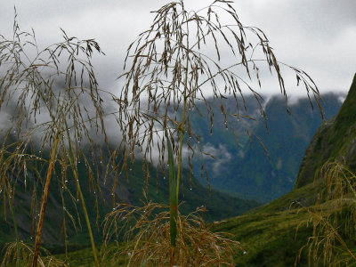 103_Mountain Grass after Rain.JPG