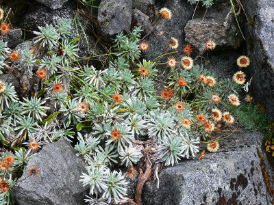 104_Succulents on rocks.JPG