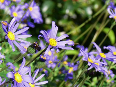 136_Purple Wildflowers.JPG