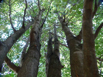 Trees.JPG