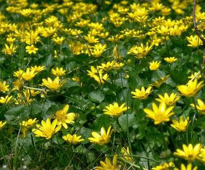 YellowWildflowers.JPG