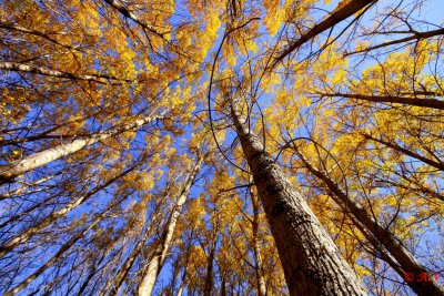 Populus woodland