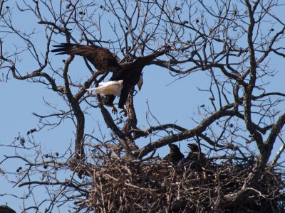 P1248011 - Mom Returns Empty Handed.jpg