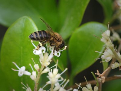 P5013458 - Spring Bee.jpg
