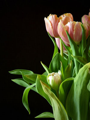 P5078472 - Tulips.jpg