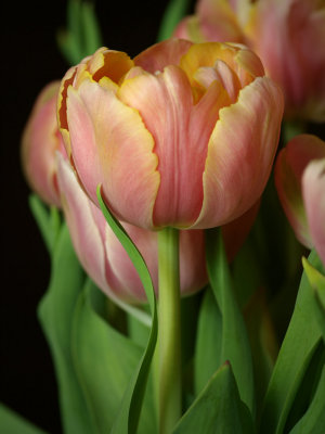 P5078484 - Tulips.jpg