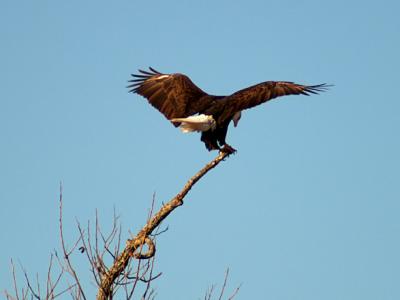 Llano Eagle 1.jpg