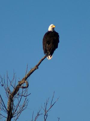 Llano Eagle 2.jpg