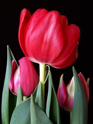 Tulips 1.jpg