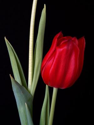 Tulips 2.jpg