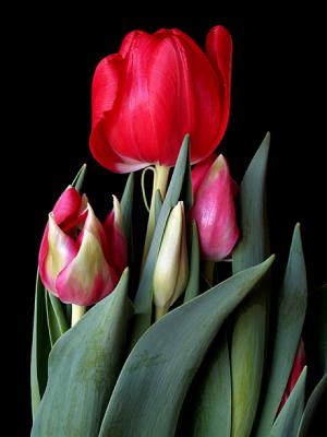 Tulips 4.jpg