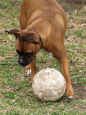 Soccer Dog