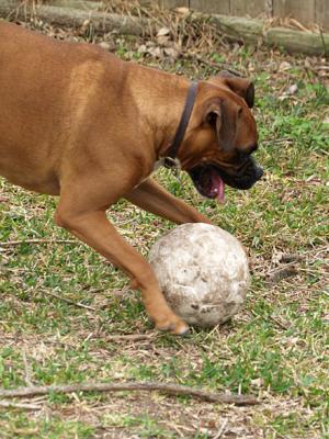 Soccer Dog 2.jpg