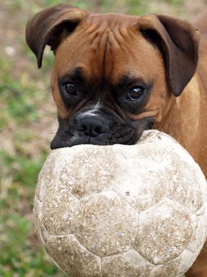 Soccer Dog 5.jpg