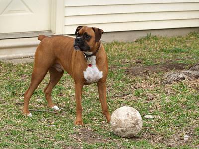 Soccer Dog 6.jpg