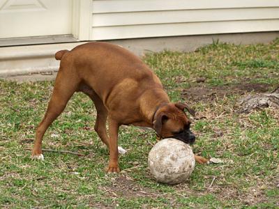 Soccer Dog 7.jpg