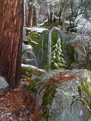 Yosemite Christmas Tree.jpg