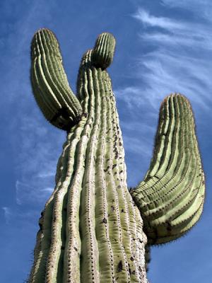 Seguro Cactus.jpg