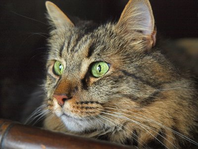 Ziggy by Window Light.jpg