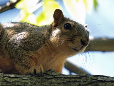 Pecan Thief.jpg