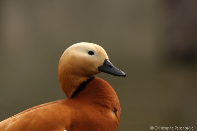 Ruddy shelduck